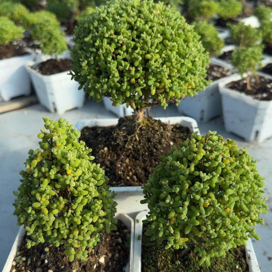 *****三个金橘带盆带土发