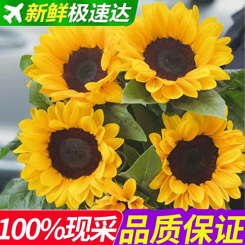 向日葵鲜花云南基地直发花束太阳花花瓶插花水养鲜切花客厅摆设