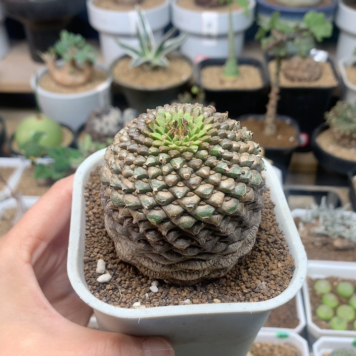 实生铁甲丸带盆5.9cm