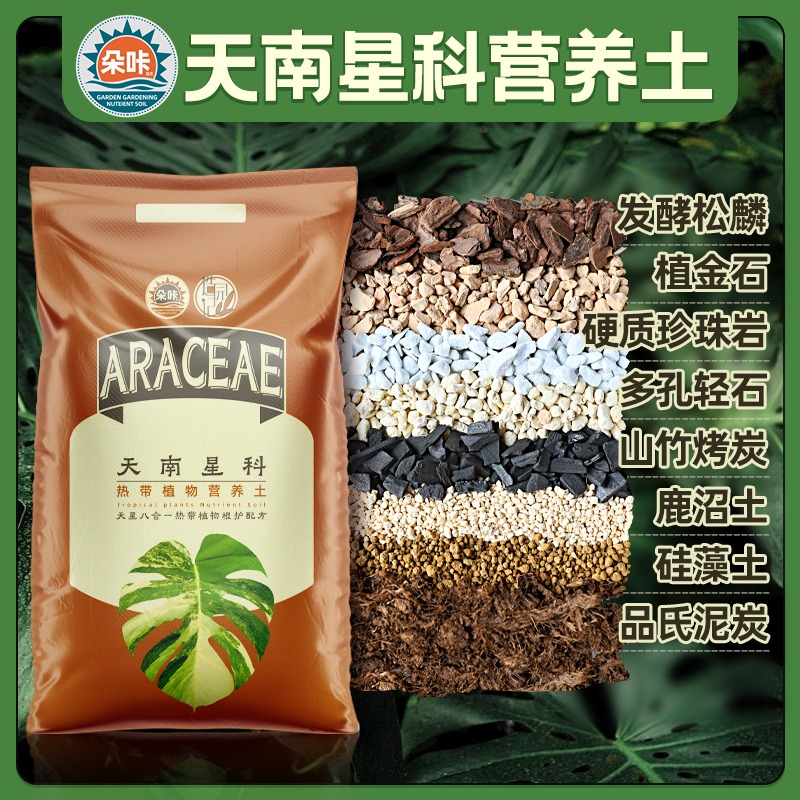 天南星科八合一配土促根绿植龟背竹适合锦化龟背竹蔓绿绒芋科花烛