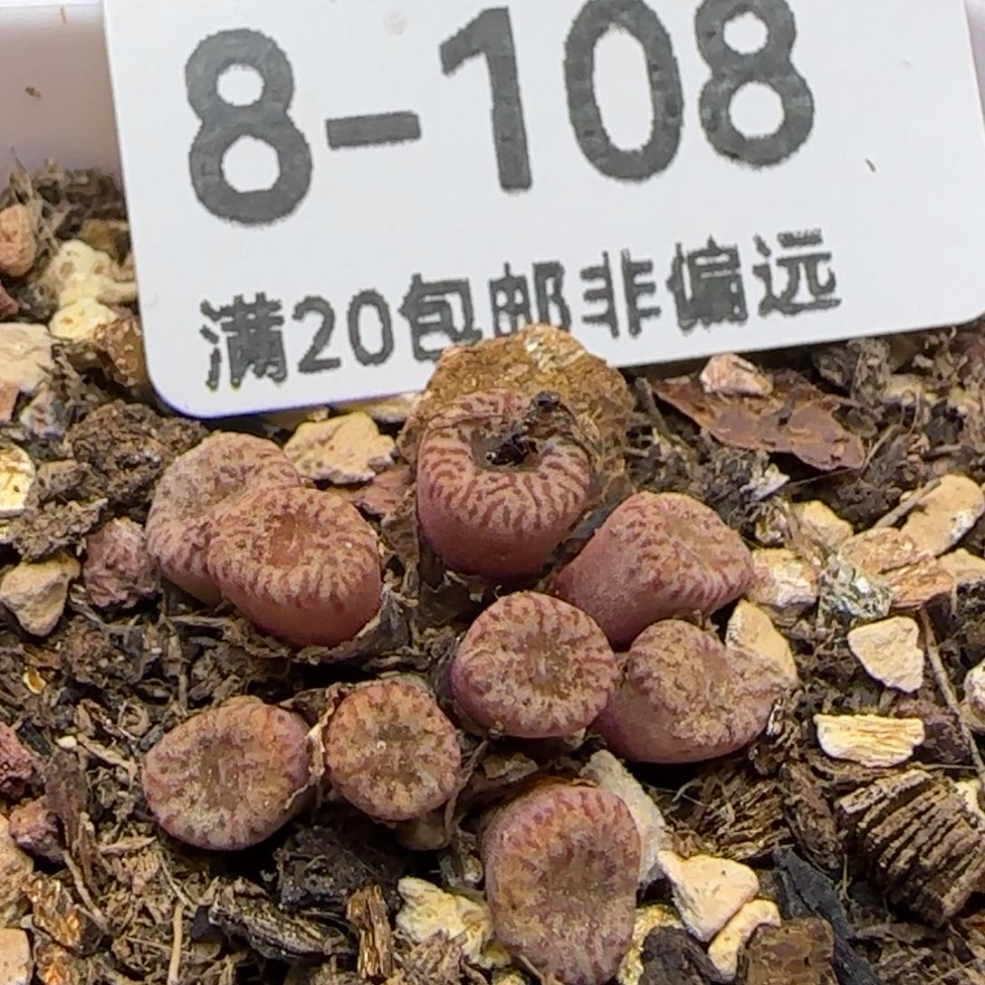 小S带人体发货。   