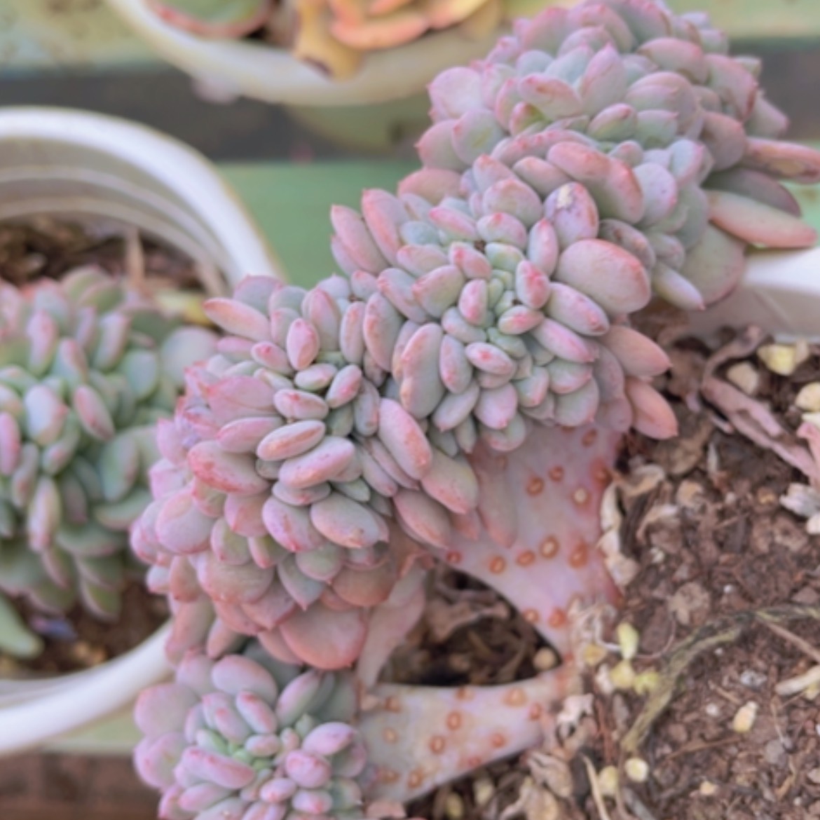 【闪购商品】玛瑙缀03274