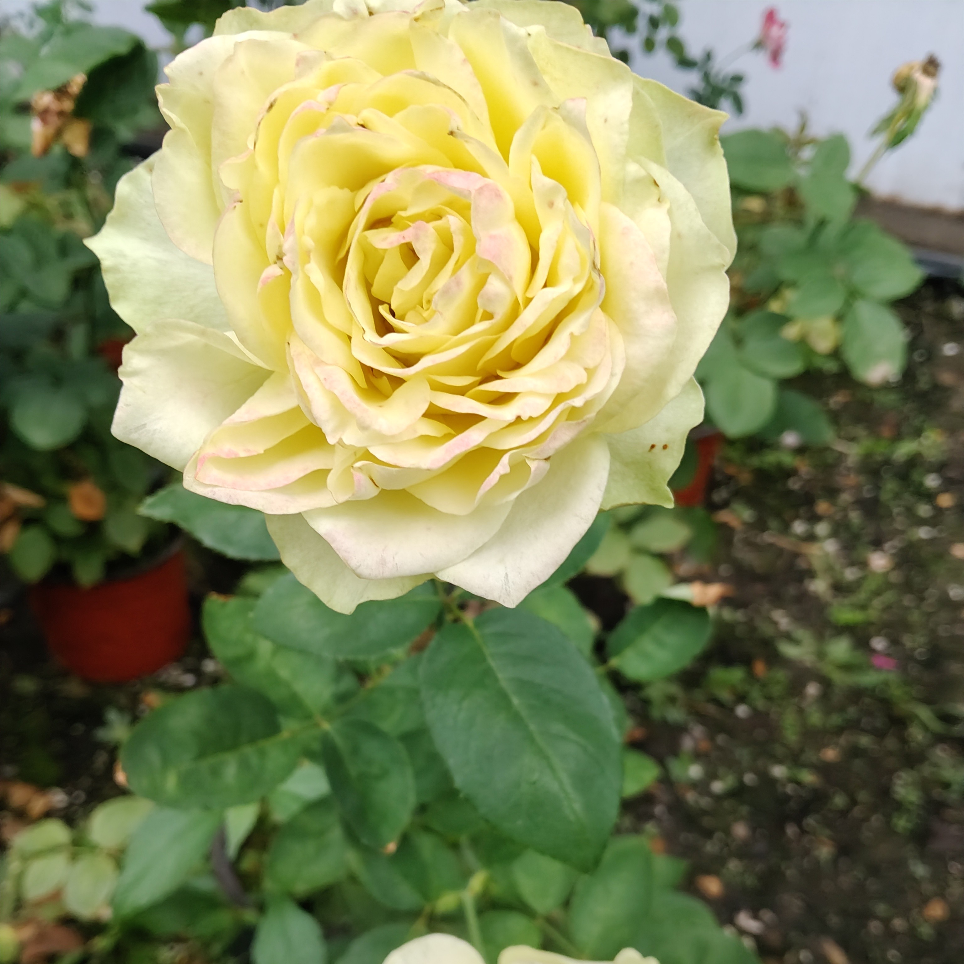 绿野月季大花盆栽四季开花可种庭院
