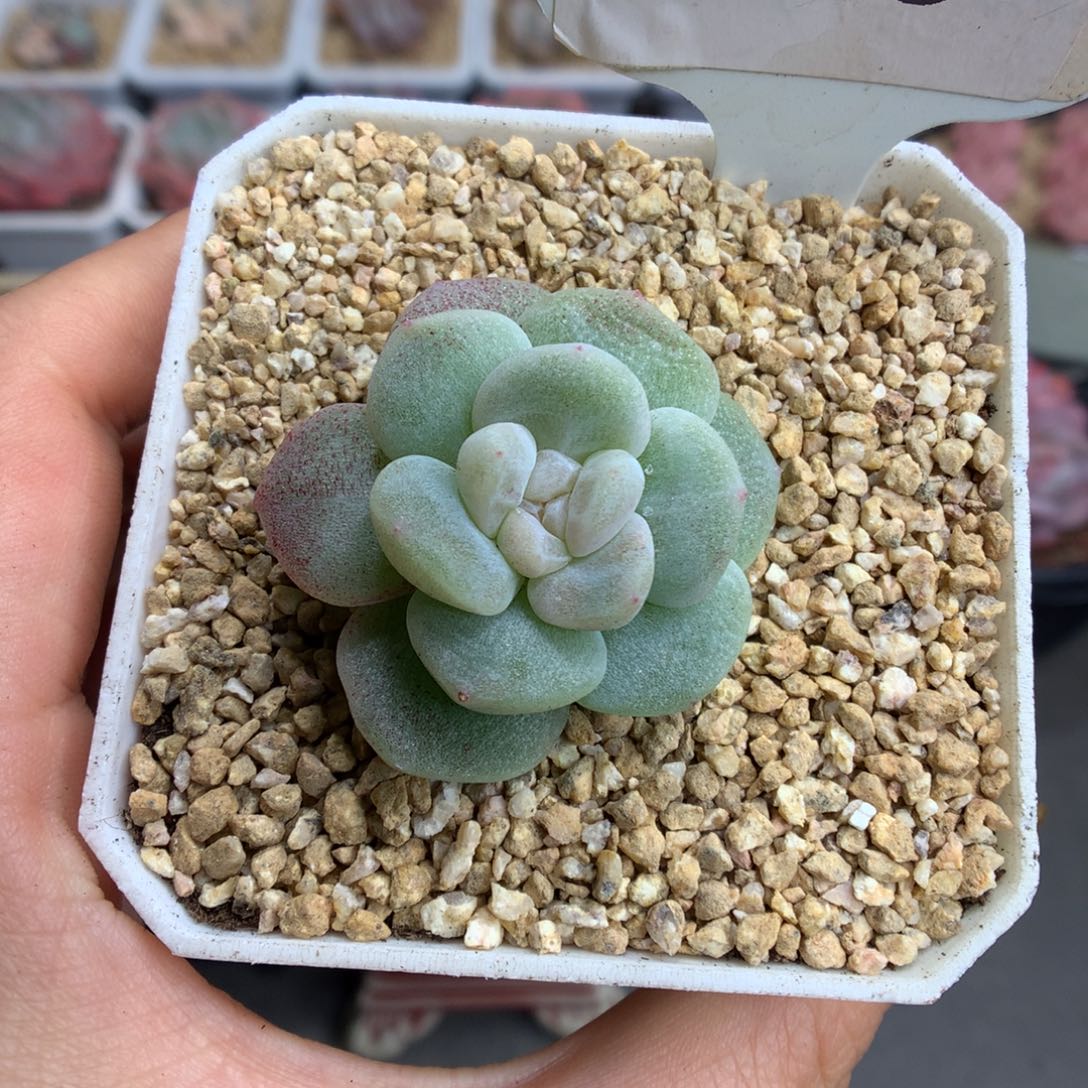 295白珍妮心冰玉石化多肉植物