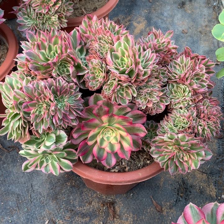 不包损75号倾城缀老桩