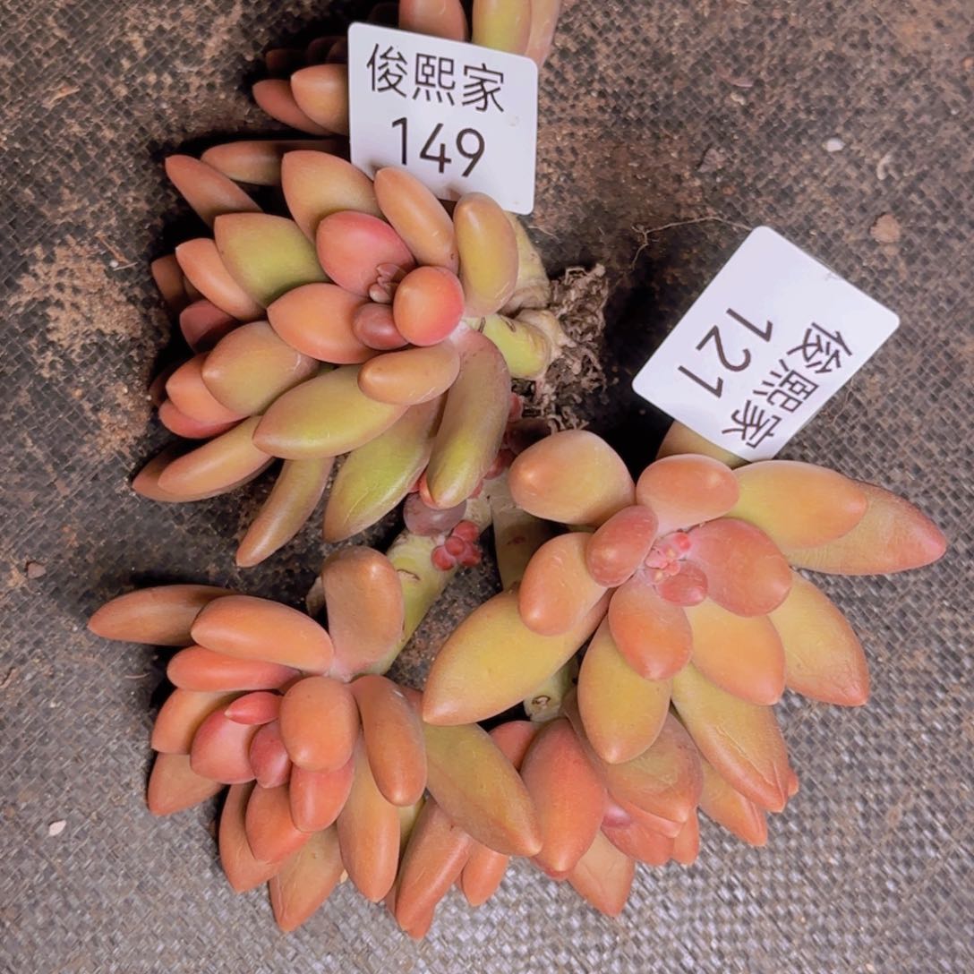 空*树空心树发货1111111111