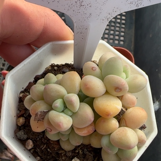 151奶酪蛋糕。一物一拍多肉