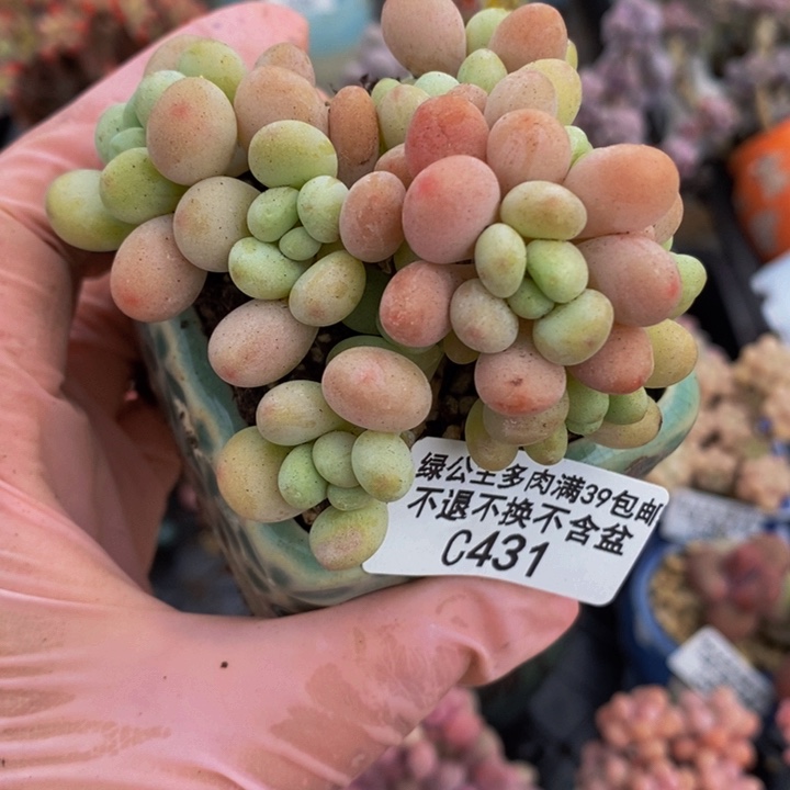 水晶豆6cm431多肉植物