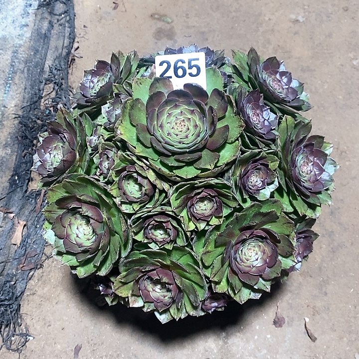 法师植物一物一拍，万拉丝