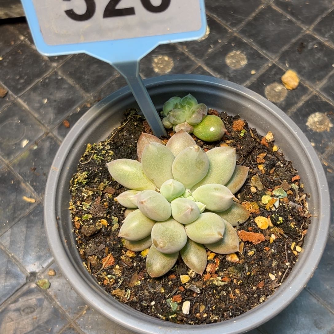 多肉植物海豚体哥特缀520