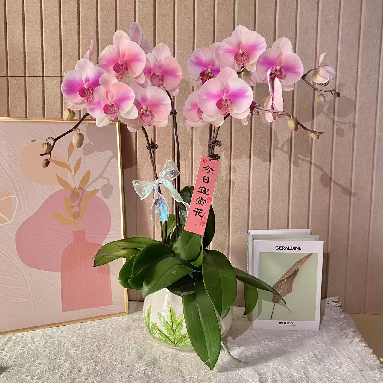 幽梦 婚纱 蝴蝶兰粉色系真花 室内花卉盆栽