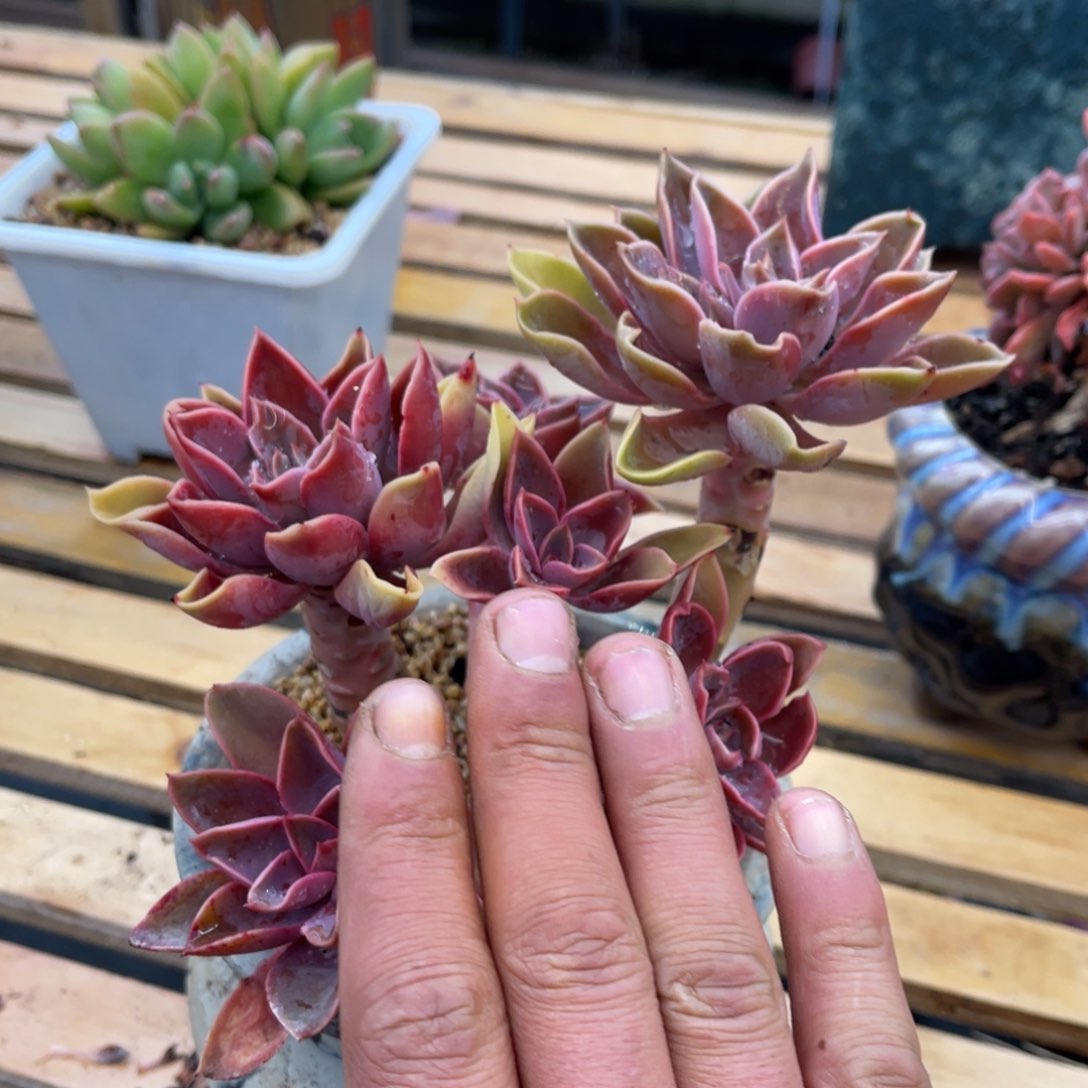 法*麦373737373737383883