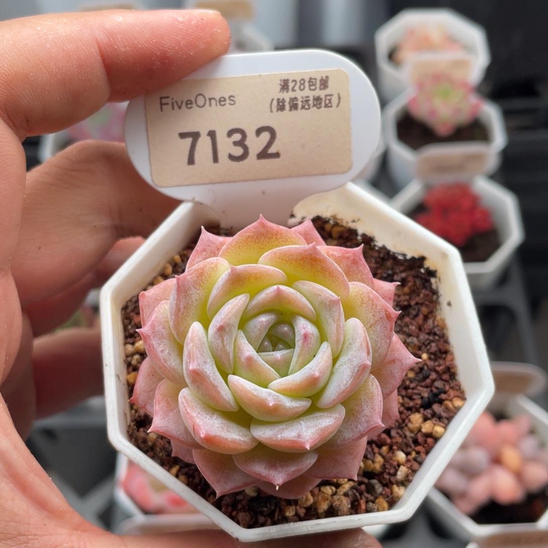 纯爱7132-5.0厘米