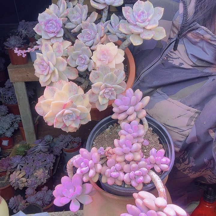 掏蛋➕紫乐➕保温棉