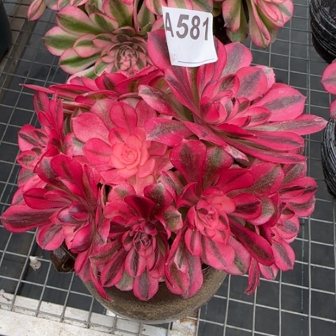 581倾城朵朵16厘米左右