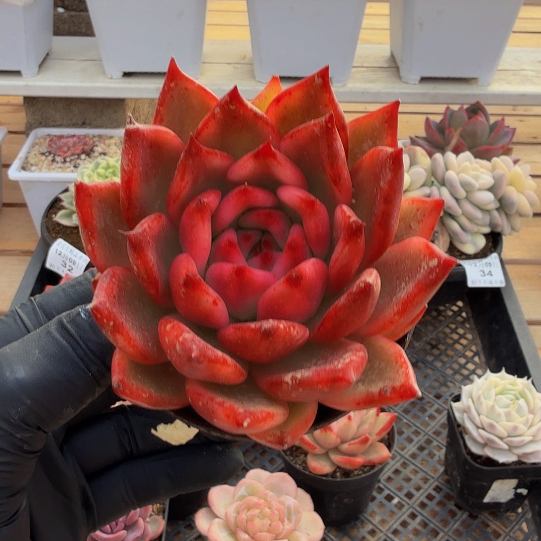 1209-38摩根锦单头