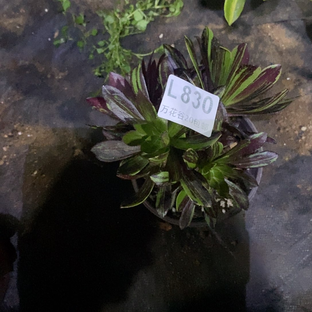 830水墨丹青砍过多肉植物