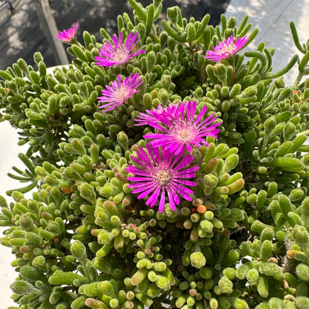 荧光兔枝干番杏（超大盆）多肉植物带盆发货懒人好养绿植盆栽