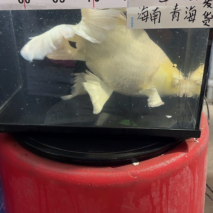 蝴蝶鲤鱼蝴蝶鲤300