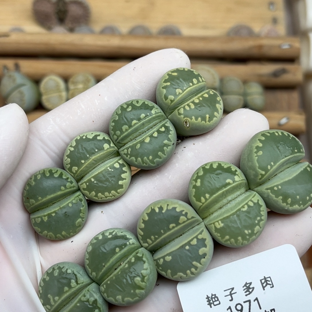 1971号一首绿色大牙牙