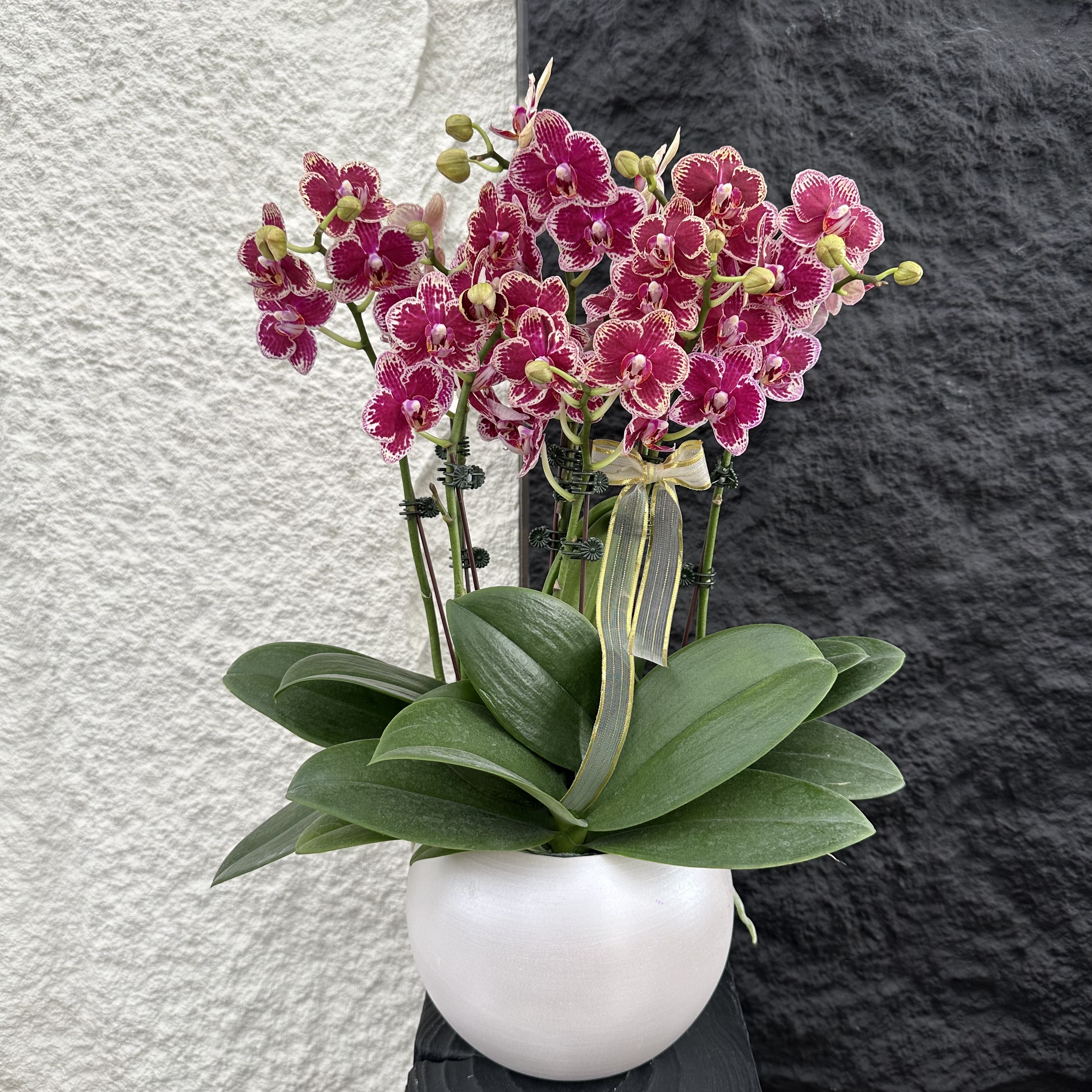 简馨优选【可乐】-花卉组盆摆设客厅摆设种植基地发货3-6