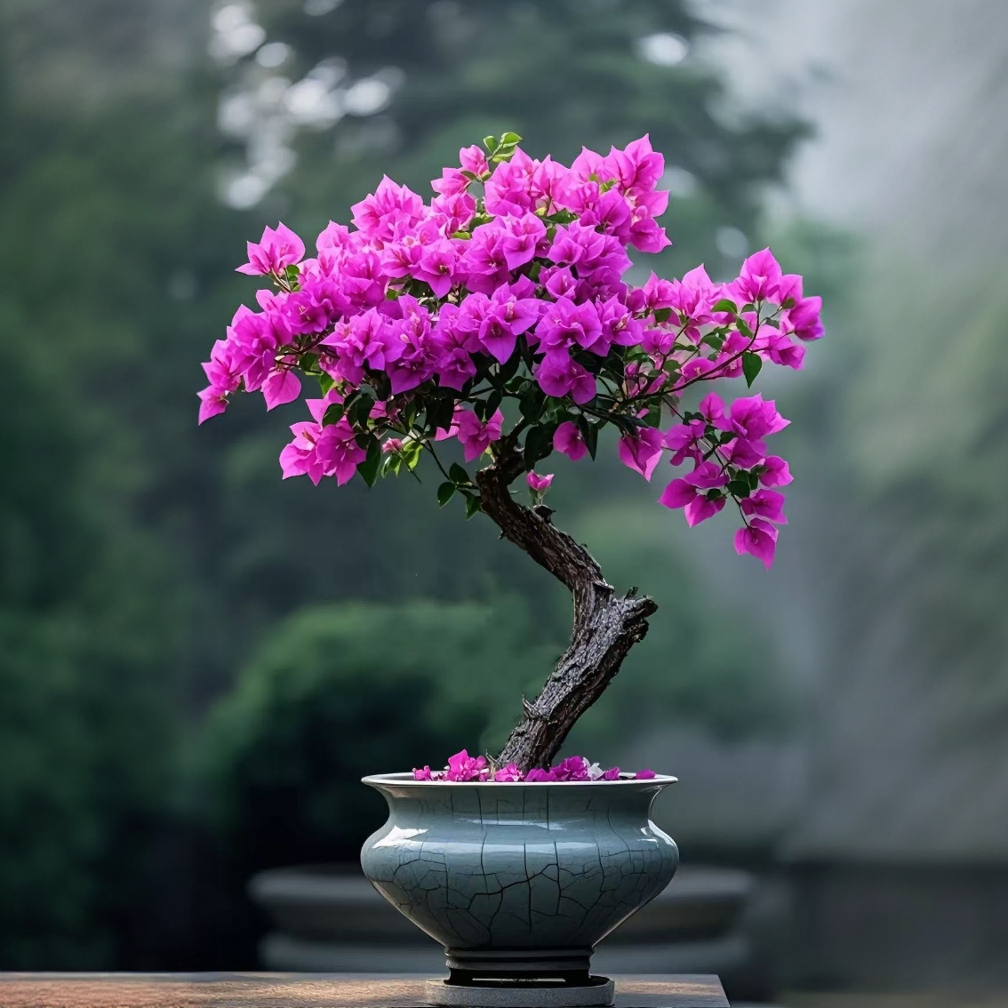 三角梅老桩熟桩小叶紫基地直发  四季花小叶紫