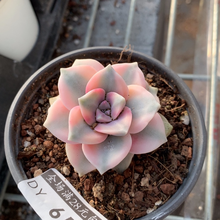 紫乐锦多肉植物的