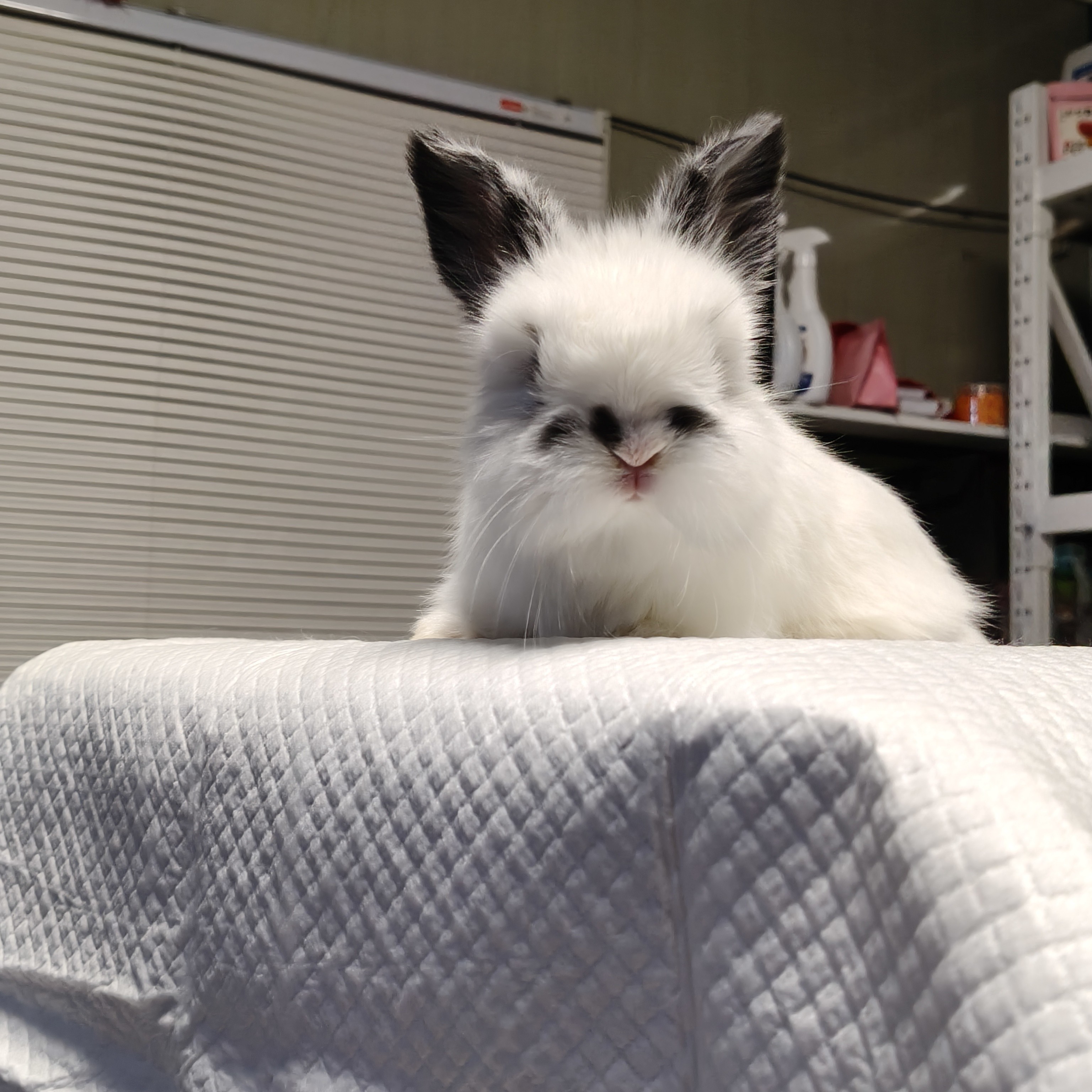 纯种英系安哥拉兔子宠物网红长毛兔直播专属链接顺丰包邮包活