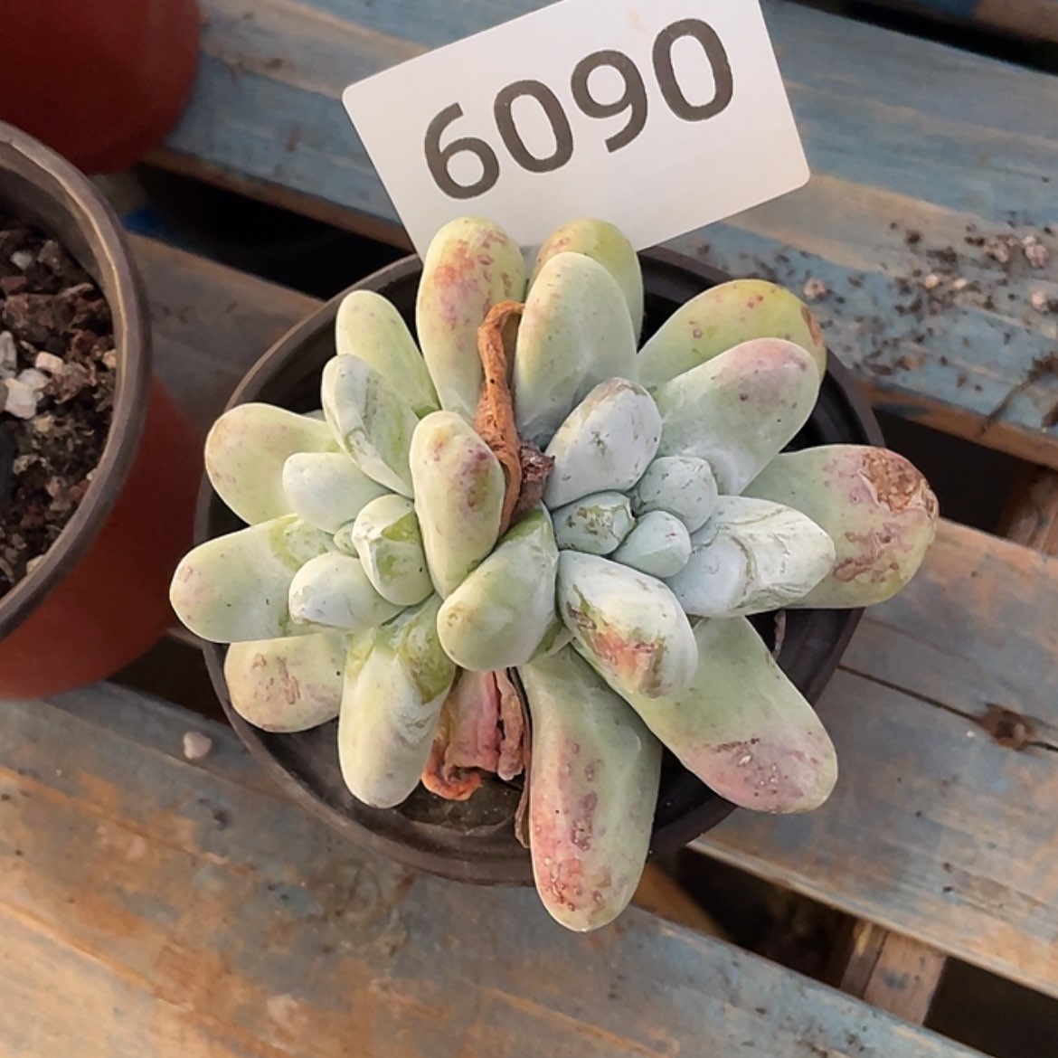 【闪购商品】小*红拇指