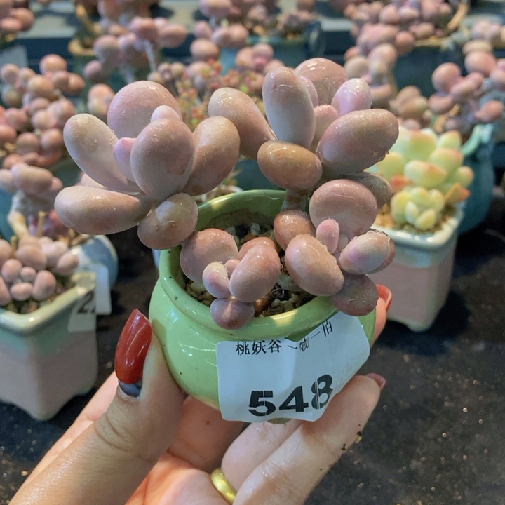 548糖果腰子蛋带盆土发货