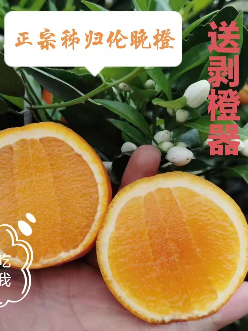 湖北秭归橙伦晚宜昌特产时令水果新鲜采摘包邮