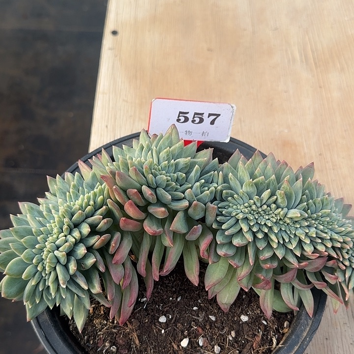 美人缀化557多肉植物