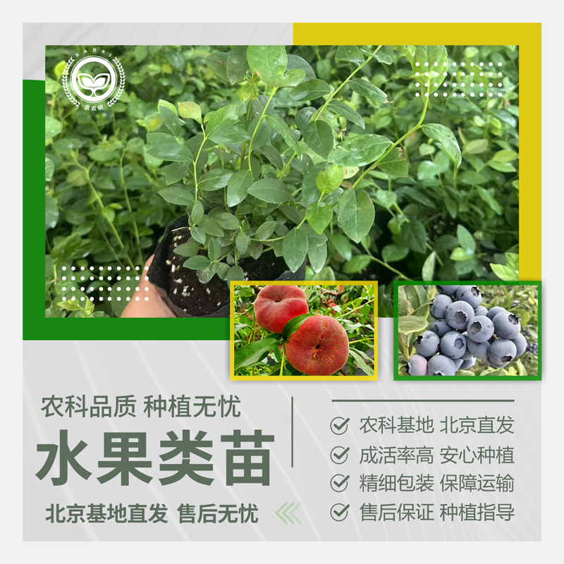 农科院水果类种苗草莓苗红蓝莓甜王大西瓜2k小西瓜甜瓜阳台盆栽苗