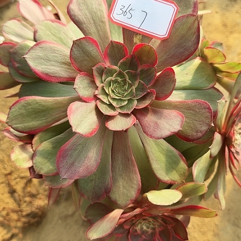 多肉植物粉花妖365