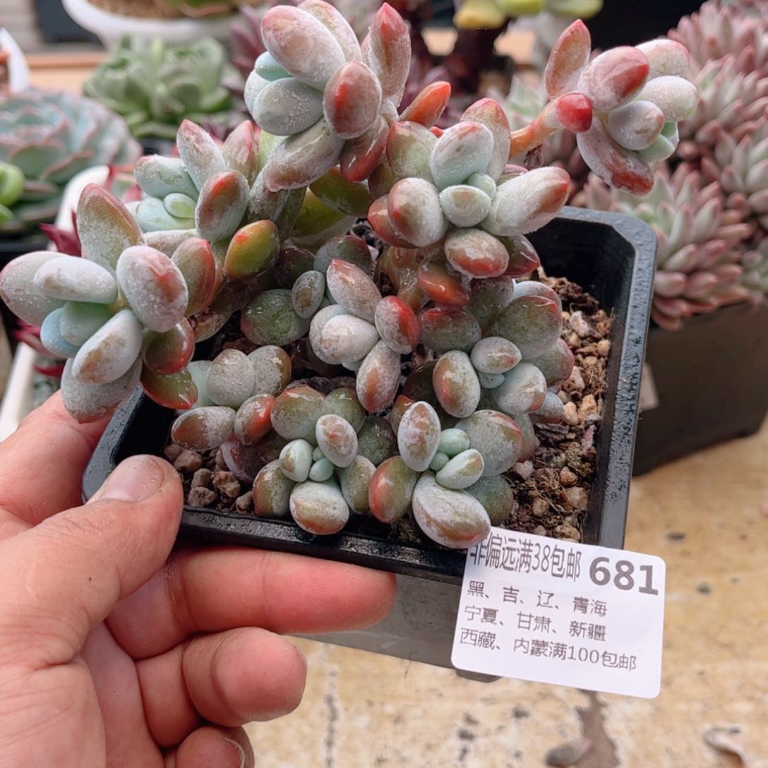 681雪美人德华多肉