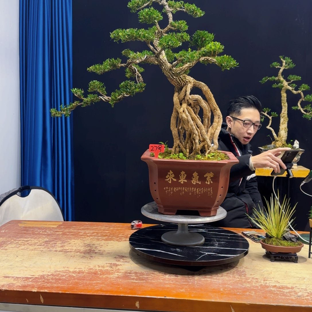 黄杨室内室外盆景艺术