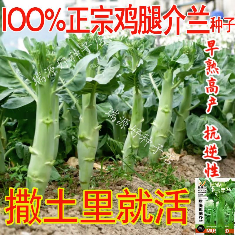 正宗芥蓝菜种籽 四季耐热速生蔬菜嫩甜脆芥菜种孑