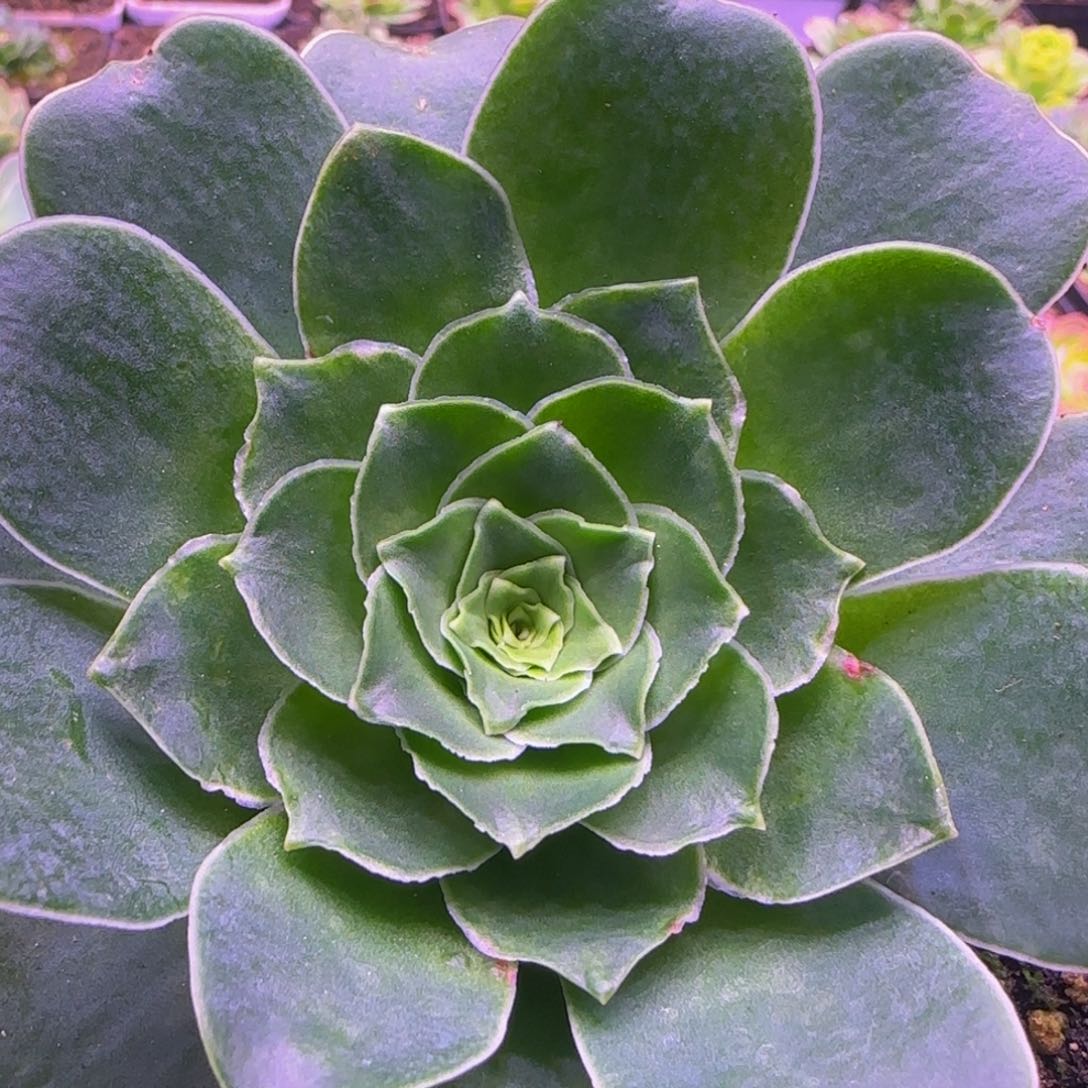 孤鹜2352464646767645439