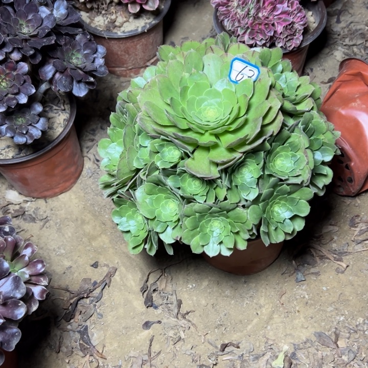 @***生多肉植物圣君兰法师63