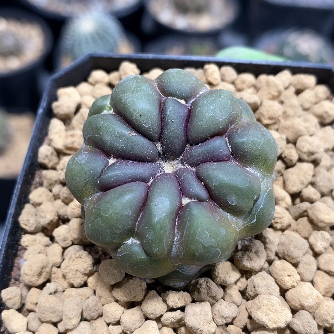 自根惠毛丸仙人球