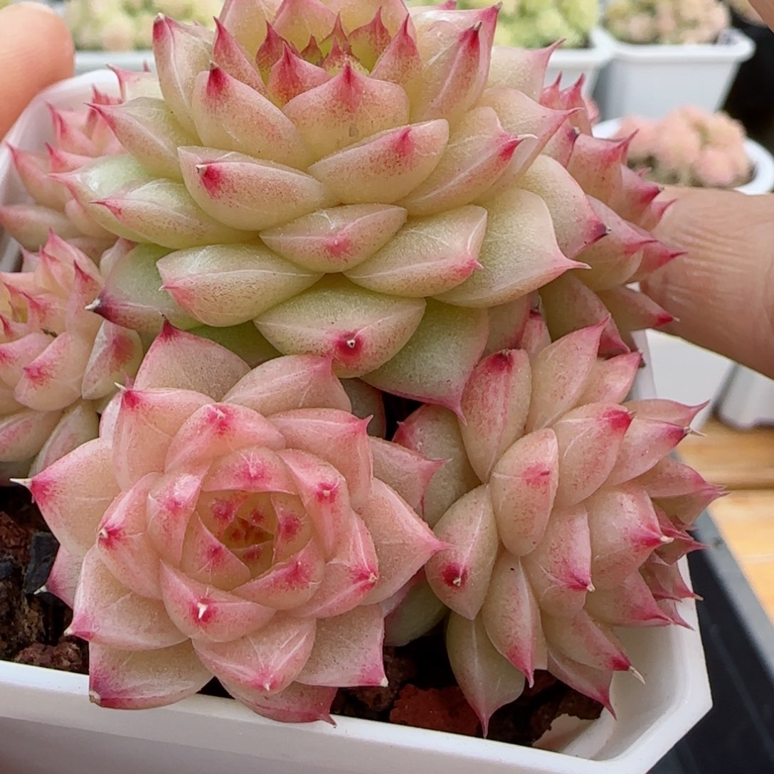 【闪购商品】0226-7（m1-210）