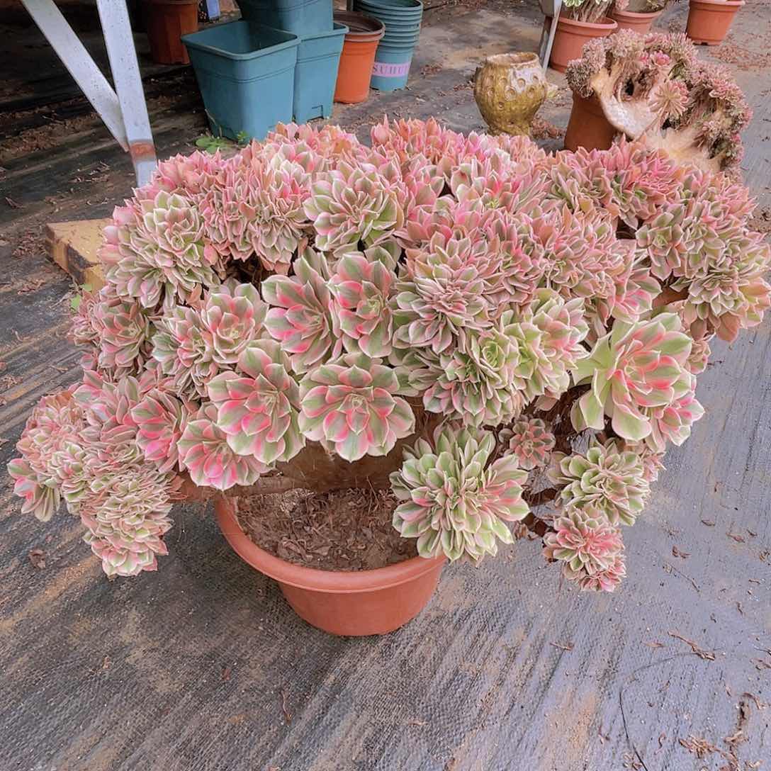 【闪购商品】无花朵粉女郎