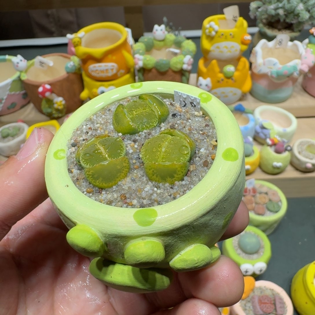 红陶蘑菇637绿宝石