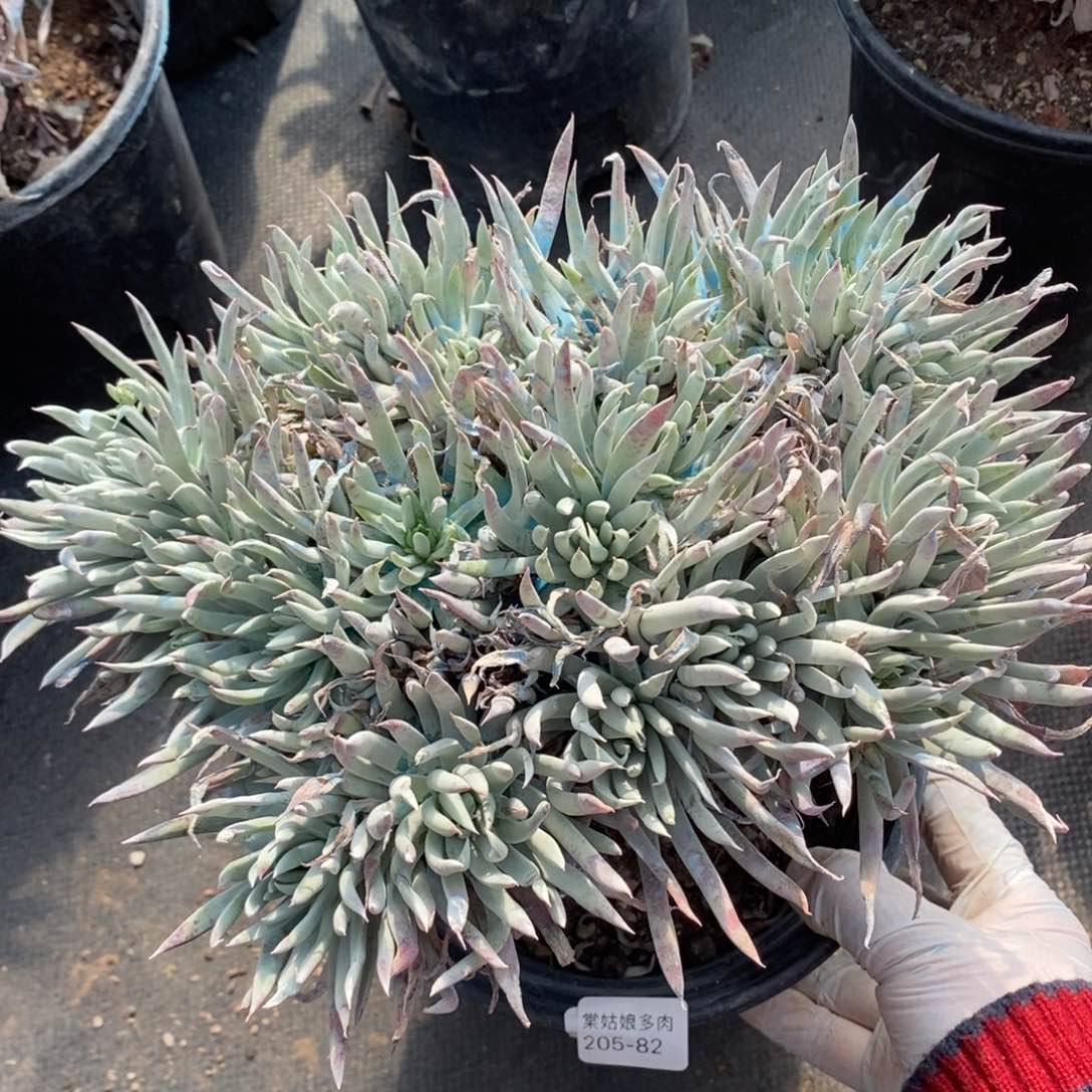 82号奴婢吉娜大群