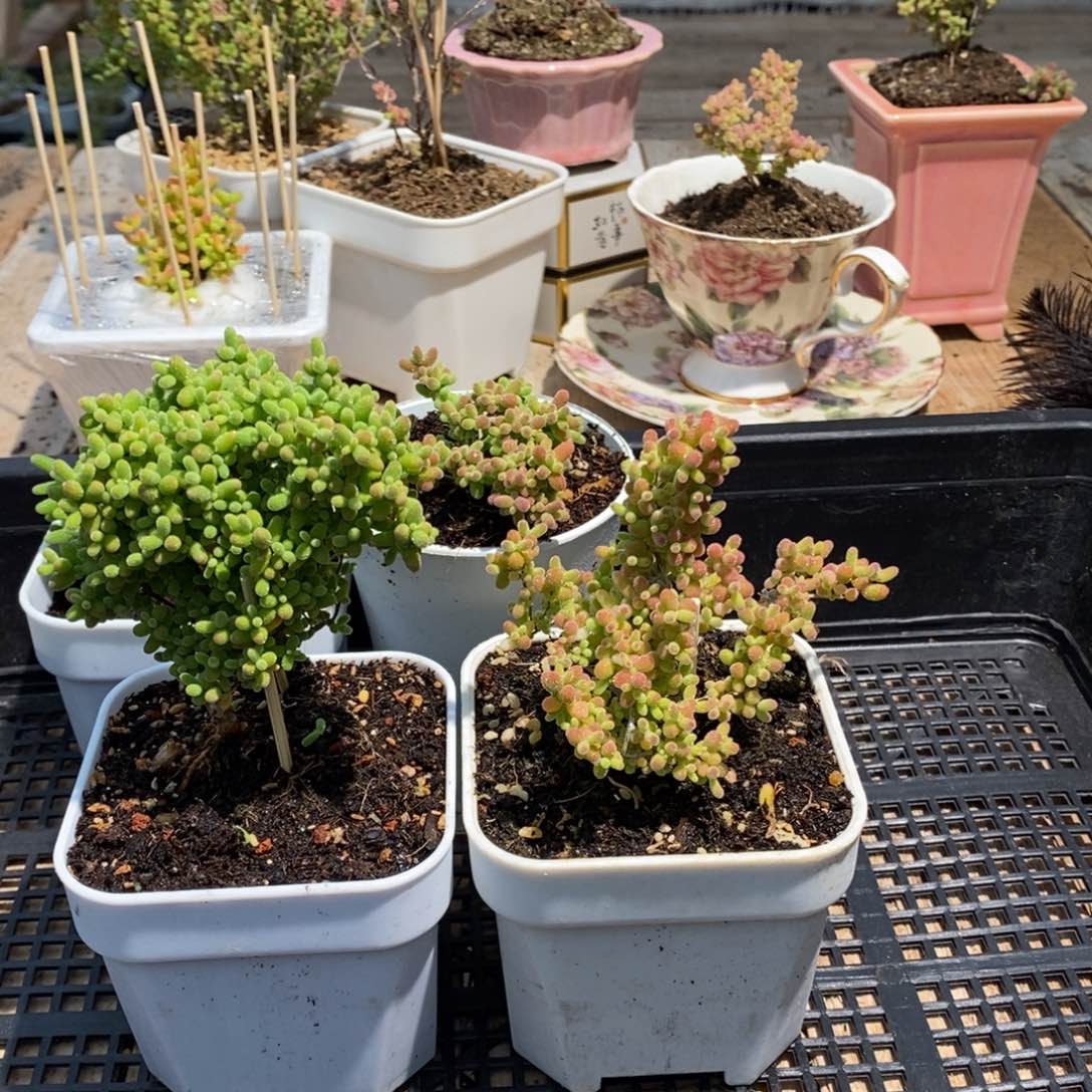 *️**枝干番杏多肉植物寄养发货