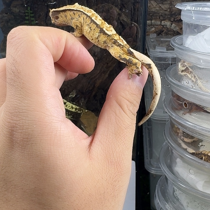 睫角守宫超三小亚公