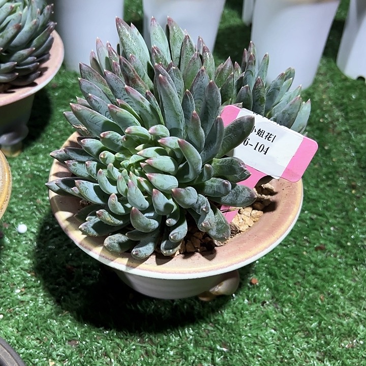 16.104炫彩美人一个