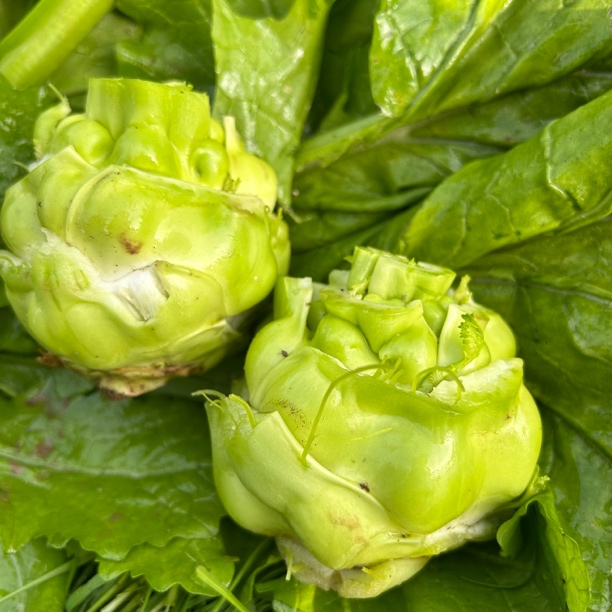 农家榨菜头新鲜现砍农家榨菜头