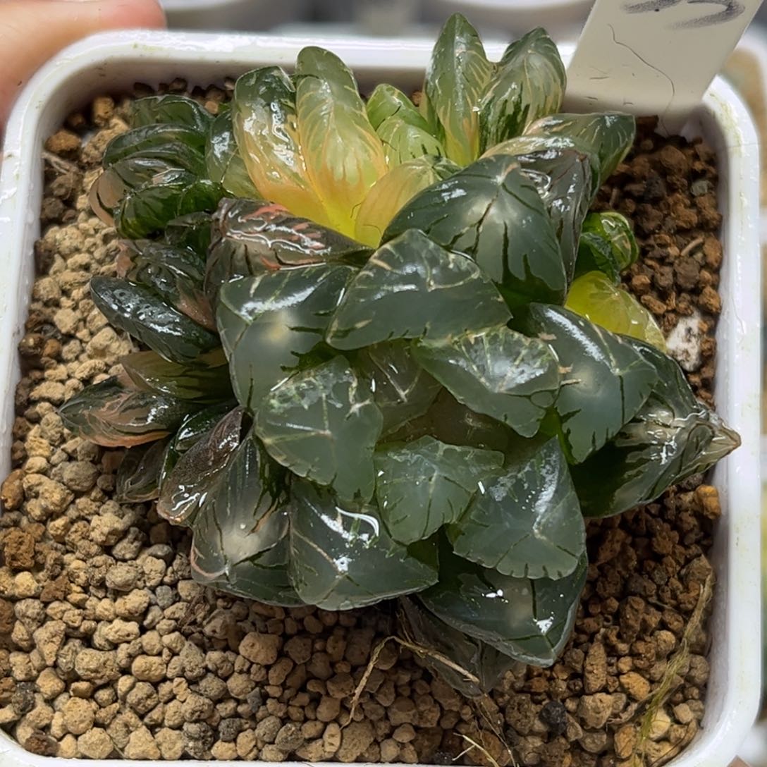 33老川灯芯玉露锦带仔福利专场