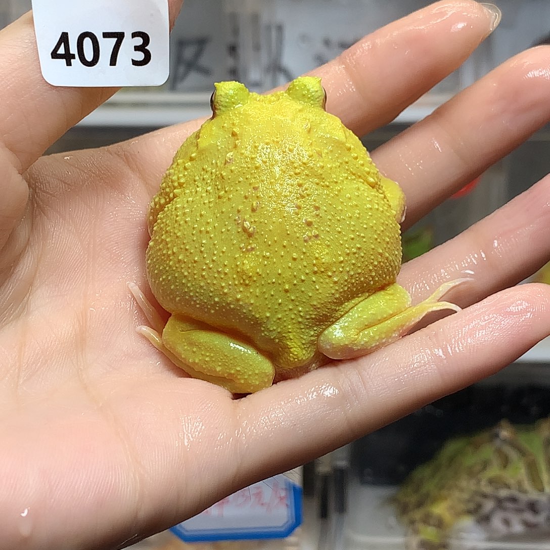 角蛙4073蛋黄角蛙